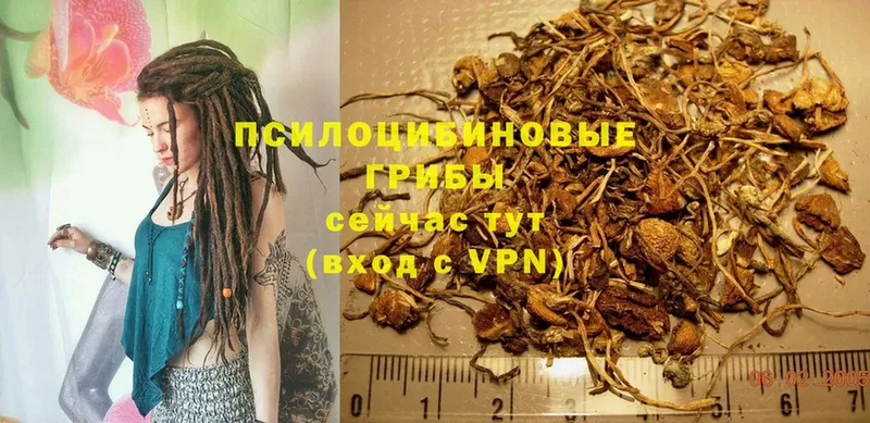 Псилоцибиновые грибы Psilocybe  где продают   Новоалександровск 